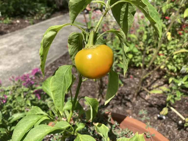 Capsicum annuum 'Tweety' fruit