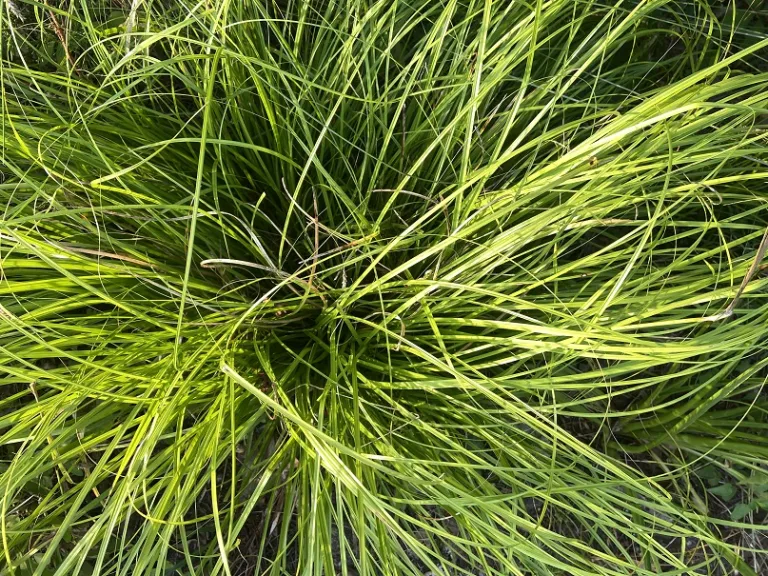 Carex cherokeensis foliage
