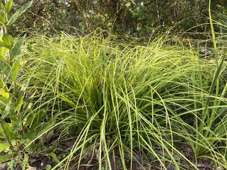 Carex cherokeensis habit