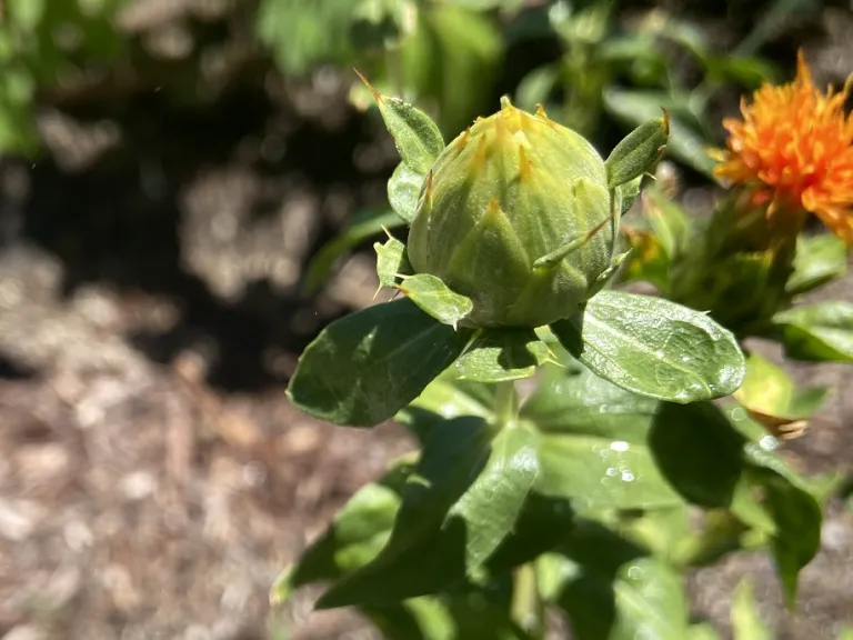 Carthamus tinctorius flower bud