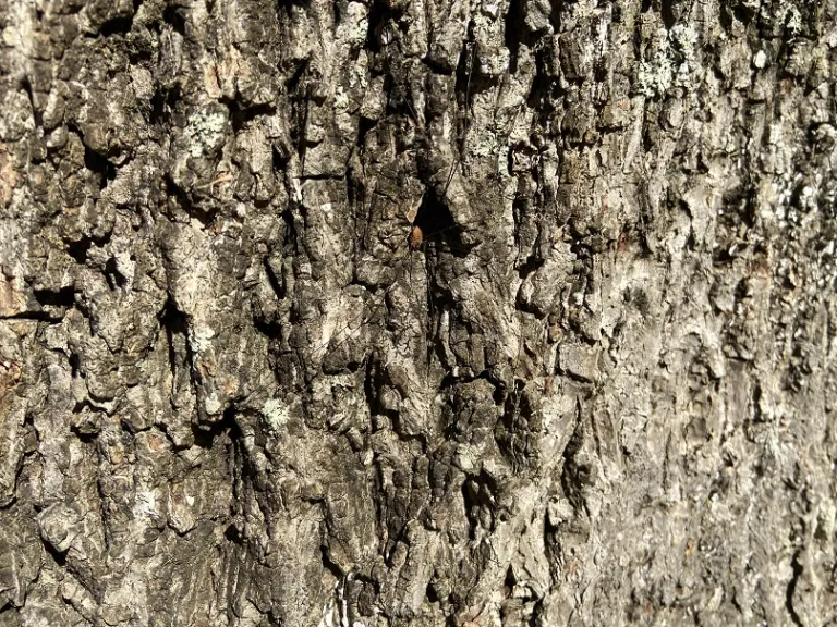 Carya cordiformis bark