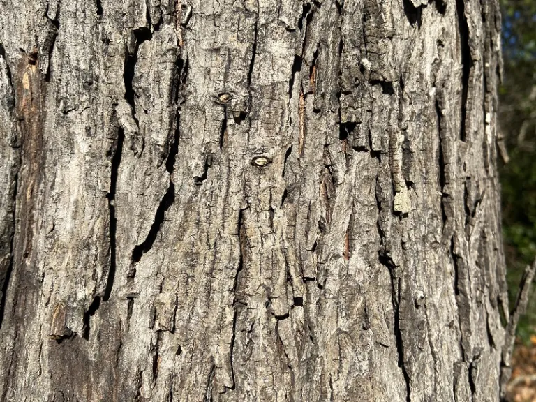 Carya glabra bark