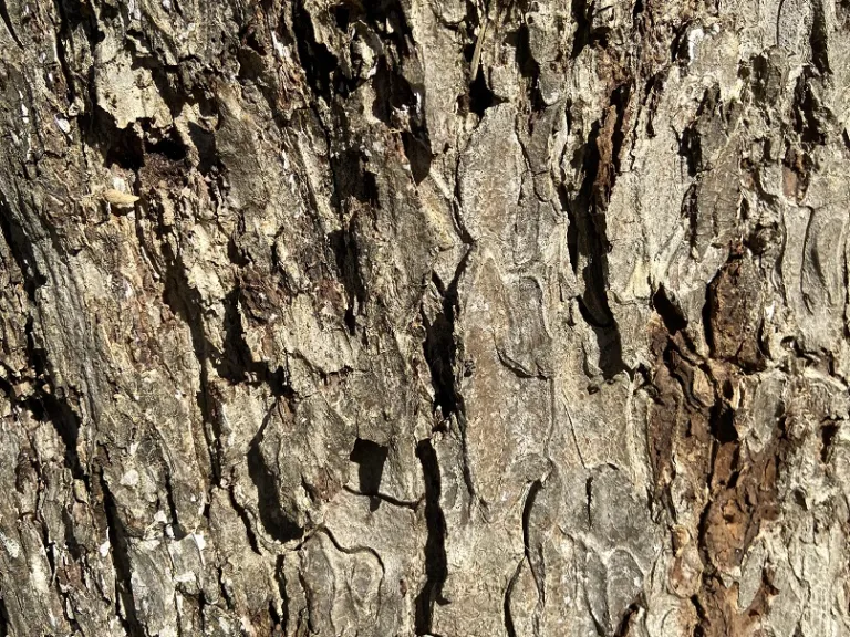 Carya illinoinensis bark