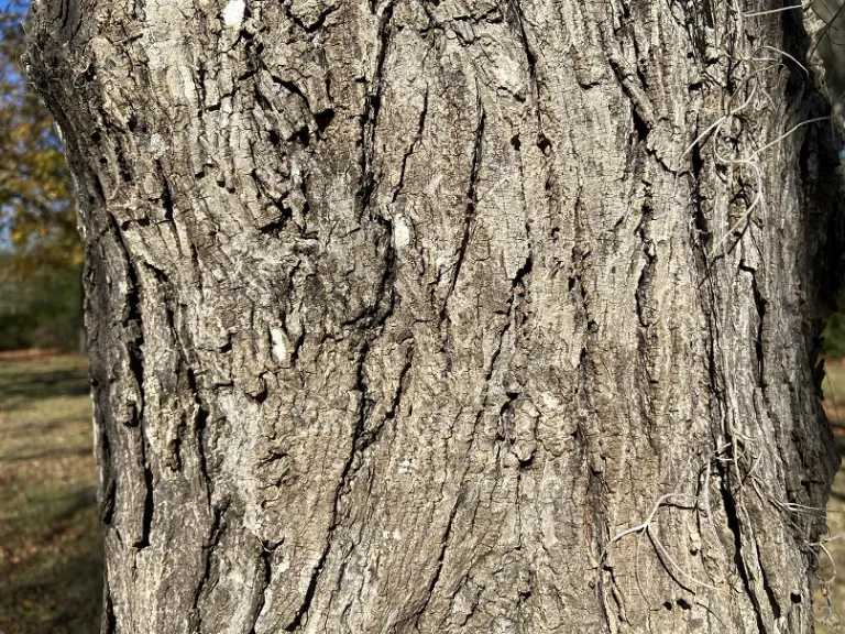Carya laciniosa bark
