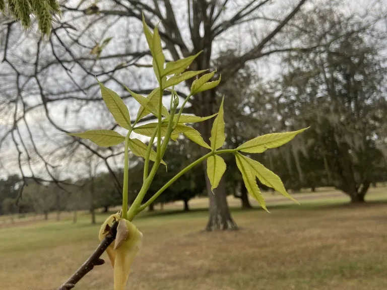 Carya ovata early leaves