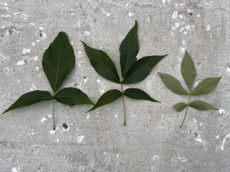 Carya ovata leaf variance and front and back