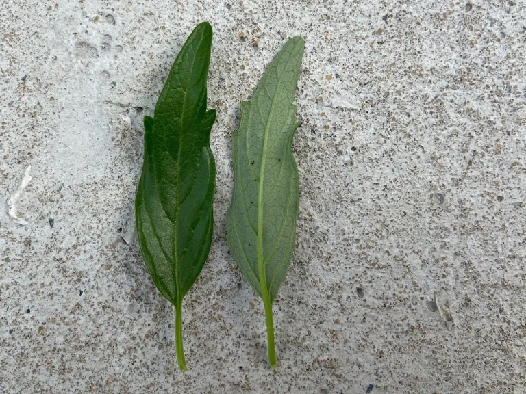 Caryopteris ×clandonensis 'Dark Knight' leaf front and back