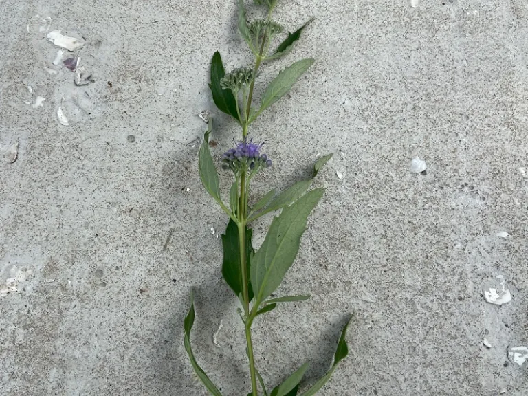 Caryopteris ×clandonensis 'Dark Knight' stem
