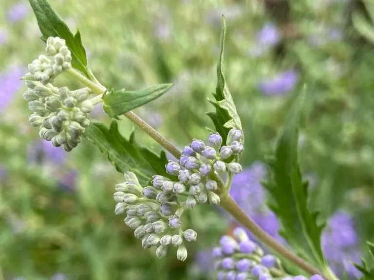 Caryopteris × clandonensis 'Dark Knight' flower buds