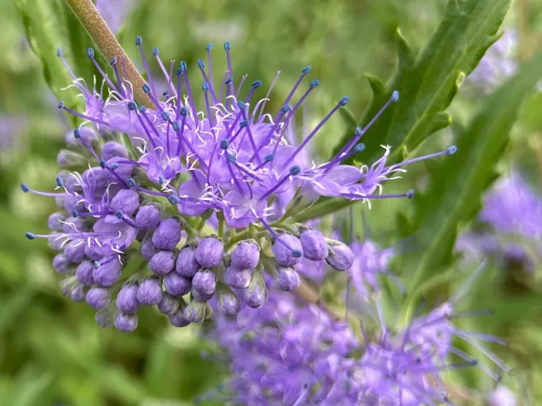 Caryopteris × clandonensis 'Dark Knight' flower and flower buds