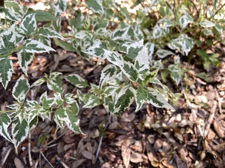 Caryopteris divaricata 'Snow Fairy' foliage