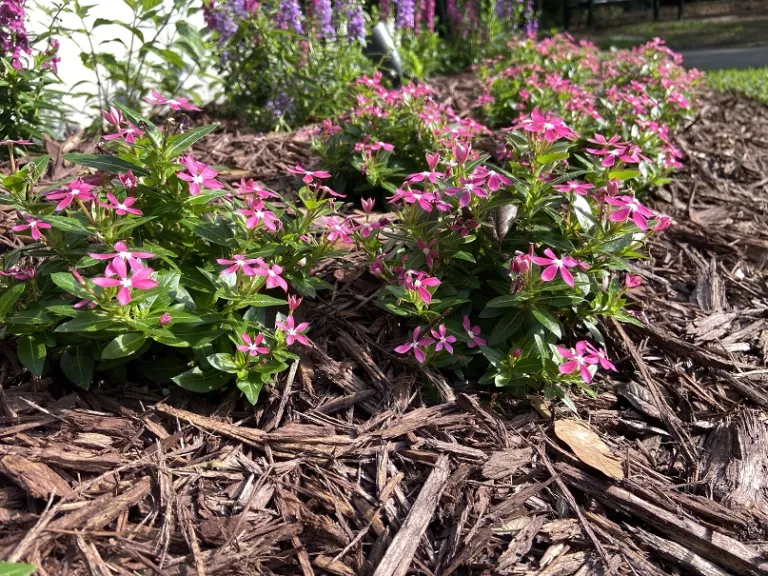 Catharanthus (Soiree Kawaii® Coral Reef) flowering habit