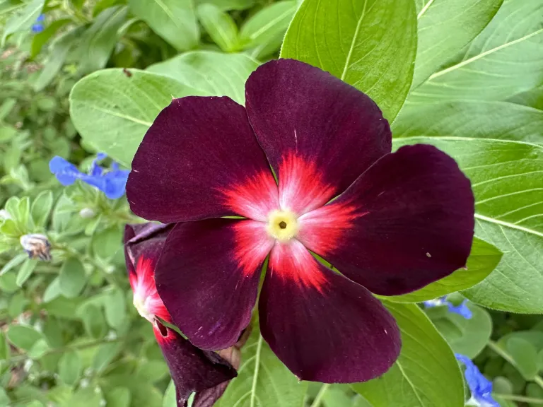 Catharanthus roseus 'Jams 'N Jellies Blackberry' flower