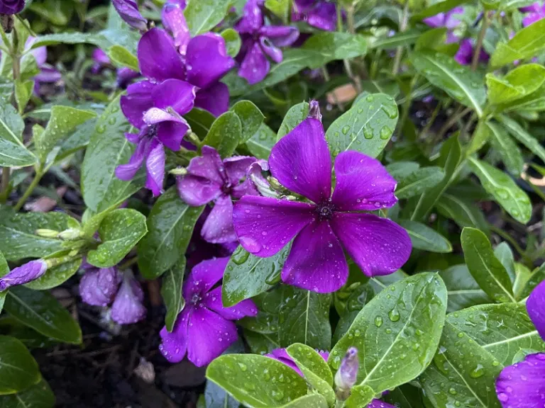 Catharanthus roseus 'PAS1357700' (Tattoo™ Blueberry) flower