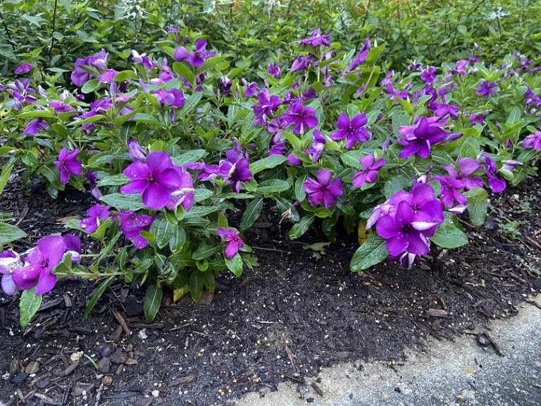 Catharanthus roseus 'PAS1357700' (Tattoo™ Blueberry) flowering habit