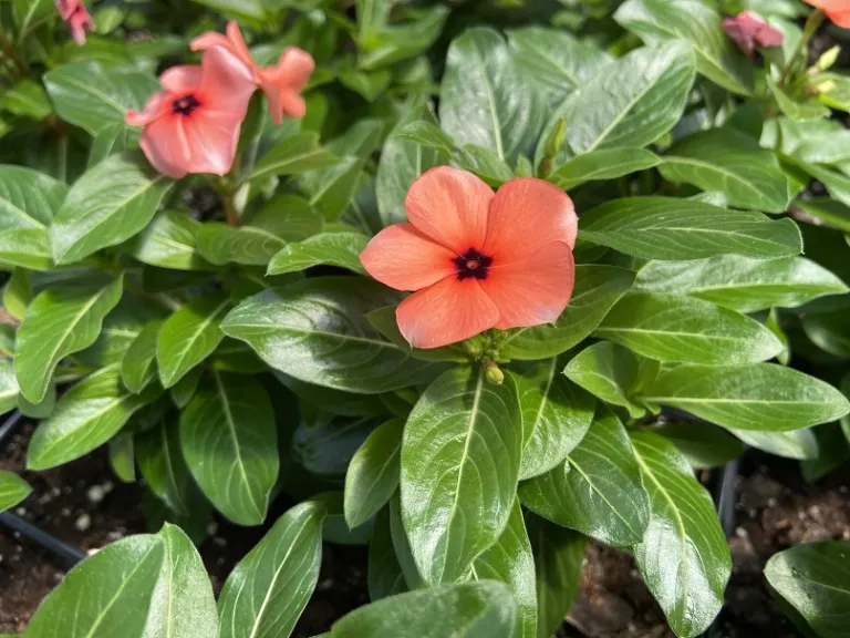 Catharanthus roseus 'PAS1517061' (Tattoo™ Orange) flower