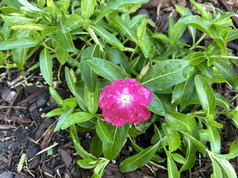 Catharanthus roseus 'PAS555869' (Mediterranean XP Hot Rose) flower