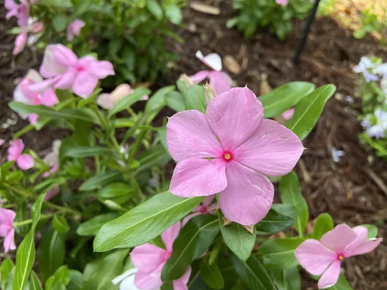 Catharanthus roseus (Cora® XDR Light Pink) flower