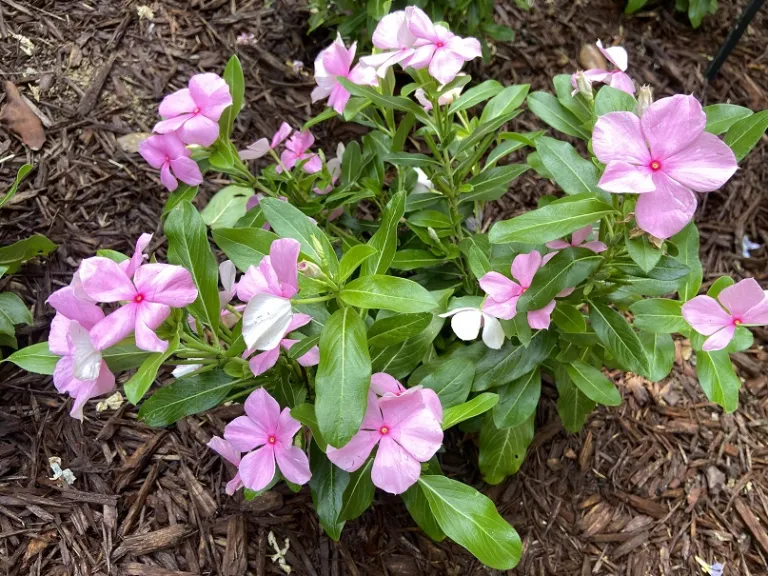 Catharanthus roseus (Cora® XDR Light Pink) flowering habit