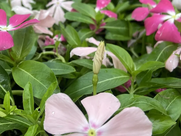 Catharanthus roseus (Mediterranean XP Mixture) flower bud