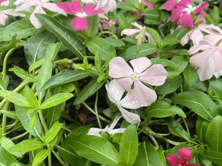Catharanthus roseus (Mediterranean XP Mixture) flower