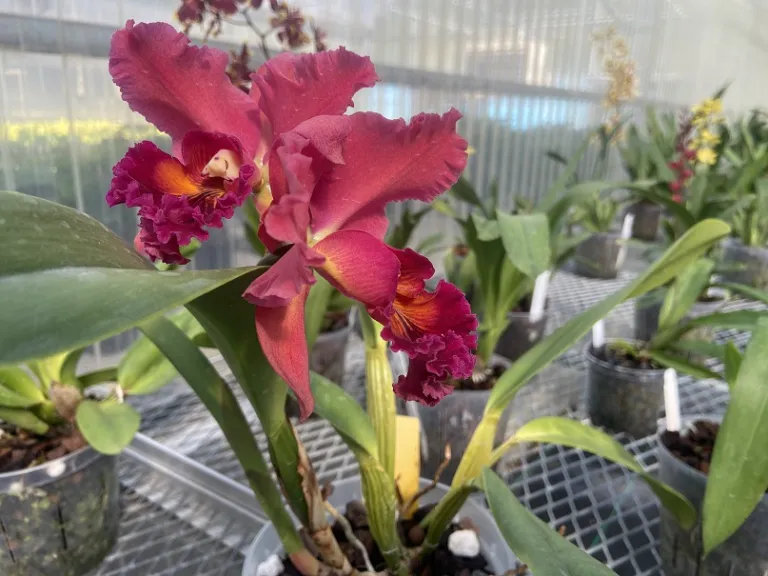 Cattleya Mary Ellen Carter 'Dixie Hummingbird' x Rlc. Chia Lin 'Golden Super' flower