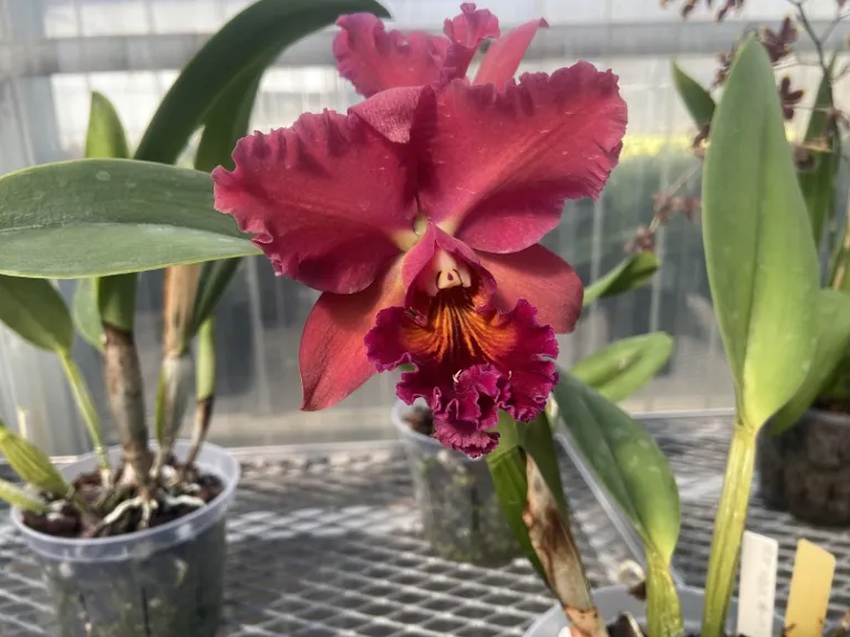 Cattleya Mary Ellen Carter 'Dixie Hummingbird' x Rlc. Chia Lin 'Golden Super' flower