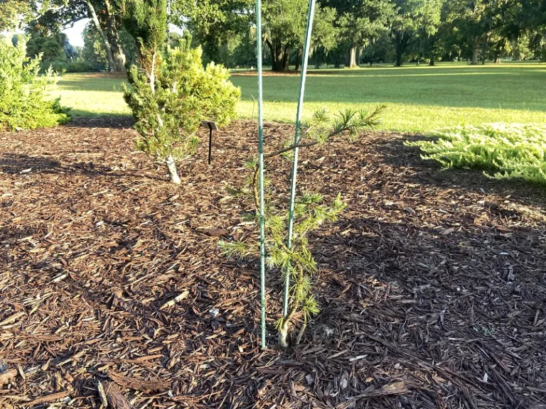 Cedrus deodara 'Girard's Weeping' habit