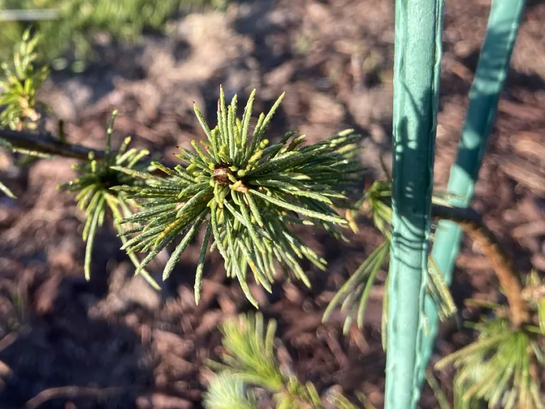 Cedrus deodara 'Girard's Weeping' needles