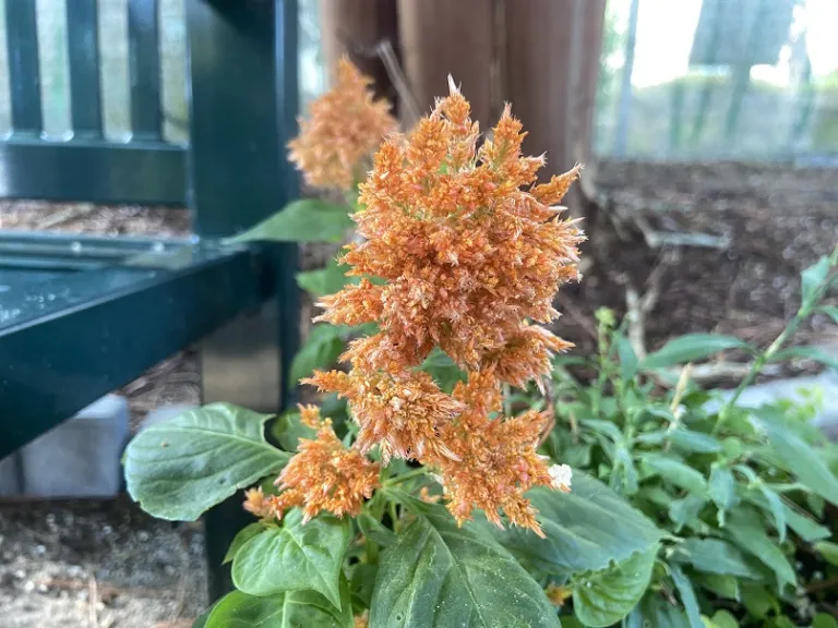 Celosia argentea 'Flamma Orange' (Plumosa Group) flowers
