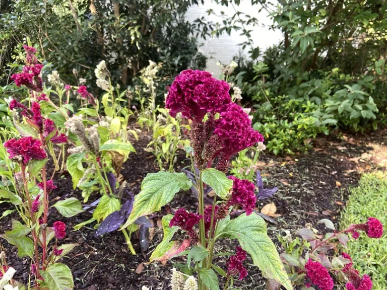 Celosia argentea var. cristata (Supercrest Mix) flowers