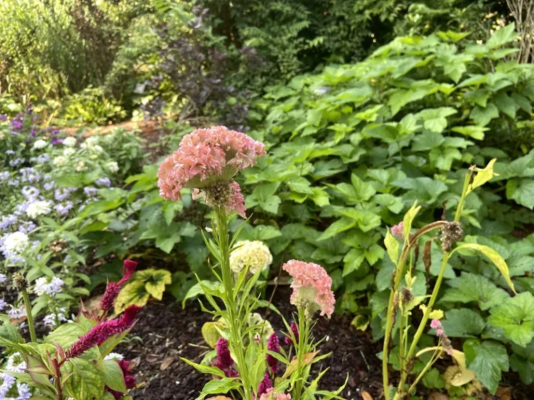 Celosia argentea var. cristata (Supercrest Mix) flowers