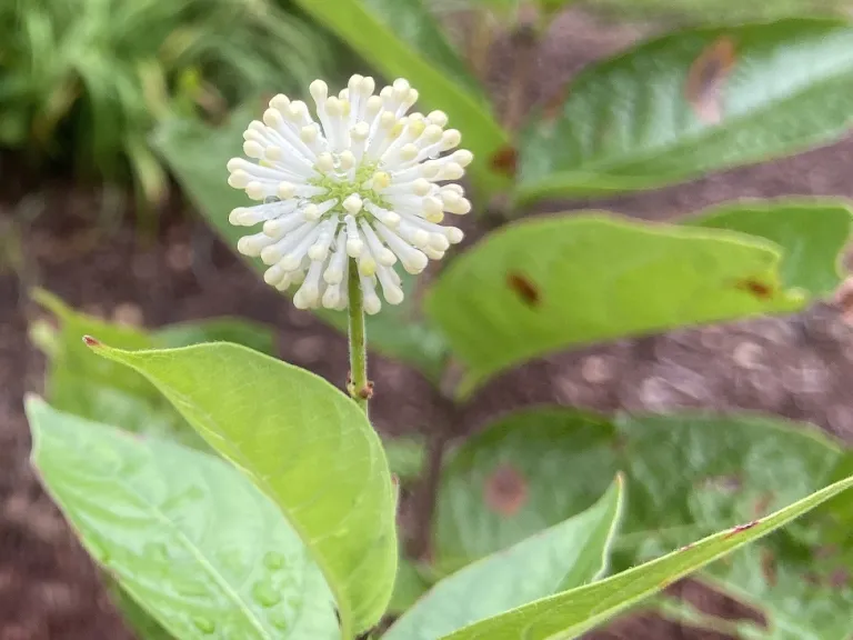Cephalanthus occidentalis flower bud