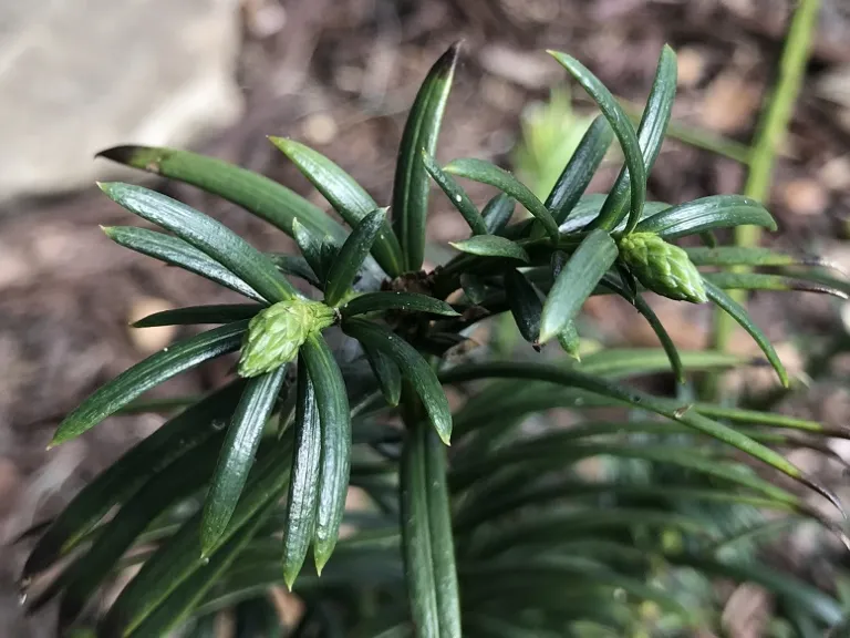 Cephalotaxus harringtonia 'Plania' (Yewtopia®) buds