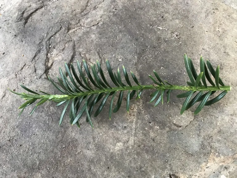 Cephalotaxus harringtonia 'Plania' (Yewtopia®) stem