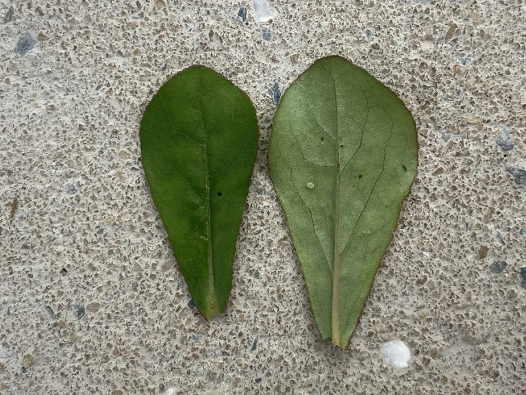 Ceratostigma plumbaginoides leaf front and back