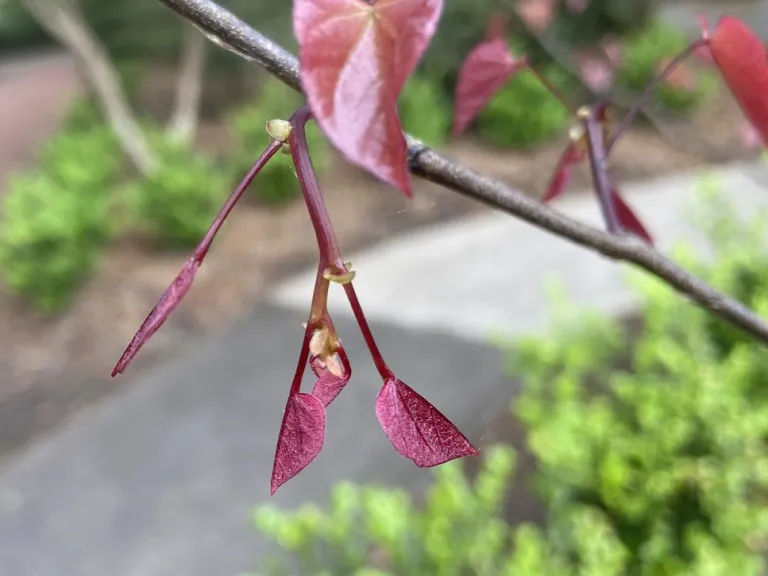 Cercis canadensis 'NCCC1' (Carolina Sweetheart™) young foliage