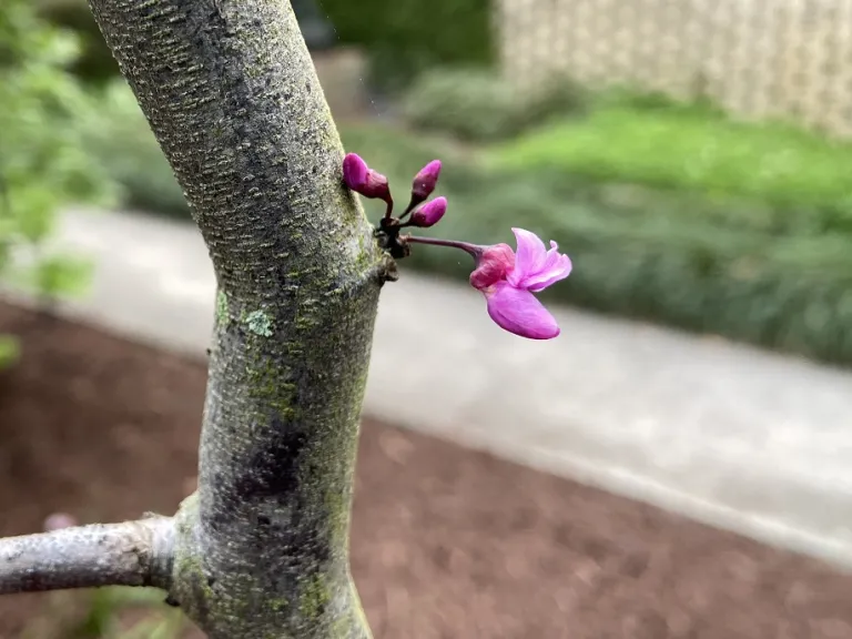 Cercis canadensis 'Ruby Falls' flower and flower buds