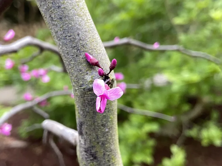 Cercis canadensis 'Ruby Falls' flower