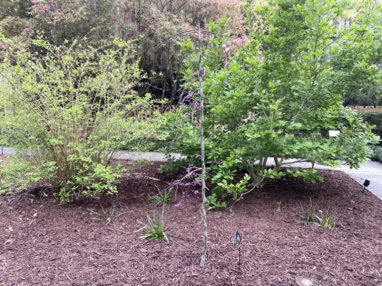 Cercis canadensis 'Ruby Falls' flowering habit