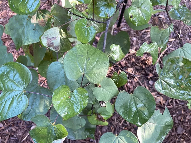 Cercis canadensis 'Ruby Falls' foliage