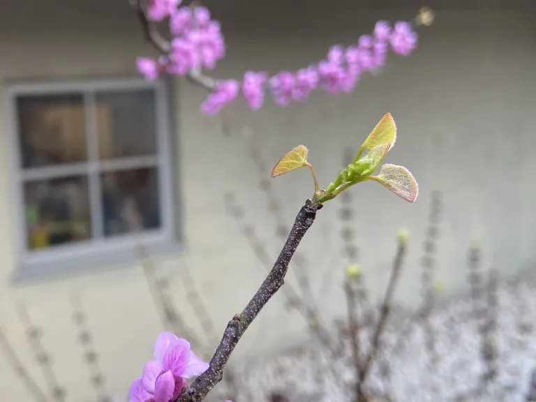 Cercis canadensis var. texensis 'Oklahoma' emerging leaves