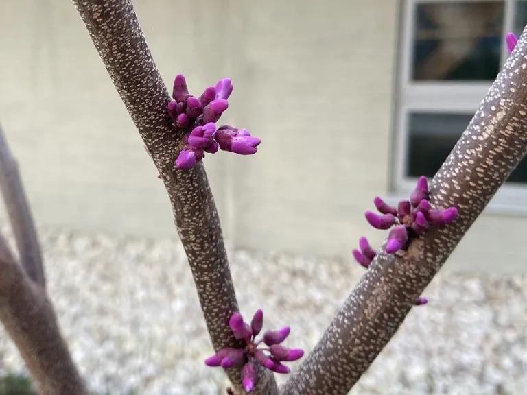 Cercis canadensis var. texensis 'Oklahoma' flower buds and early flowers