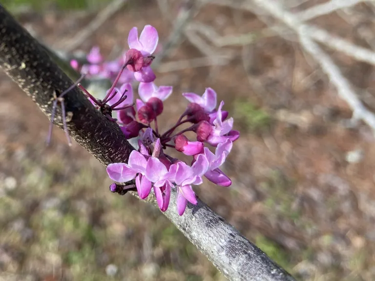 Cercis canadensis 'Forest Pansy' flowers and flower bud