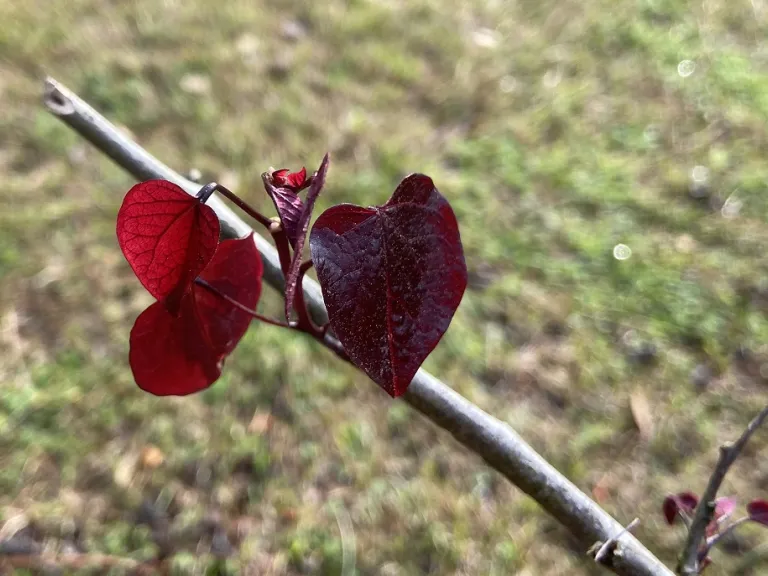 Cercis canadensis 'Forest Pansy' young leaves