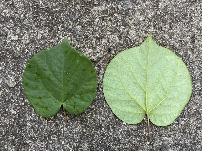 Cercis chinensis 'Don Egolf' leaf front and back