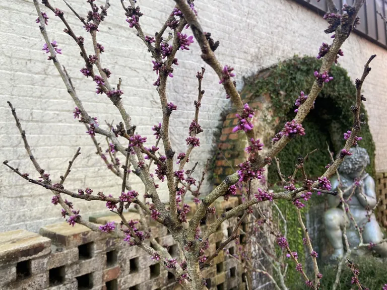 Cercis chinensis 'Don Egolf' stems in bud