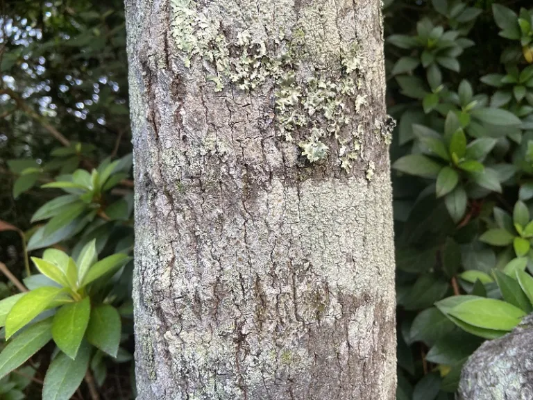 Cercis racemosa bark