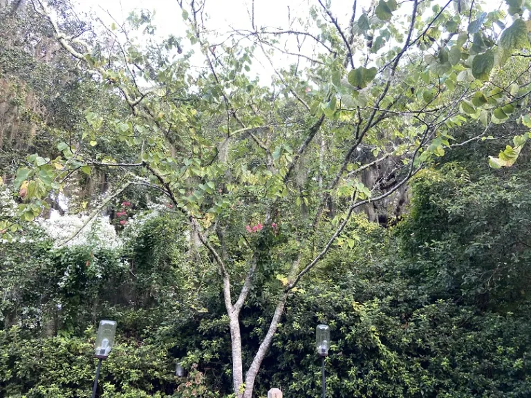Cercis racemosa habit
