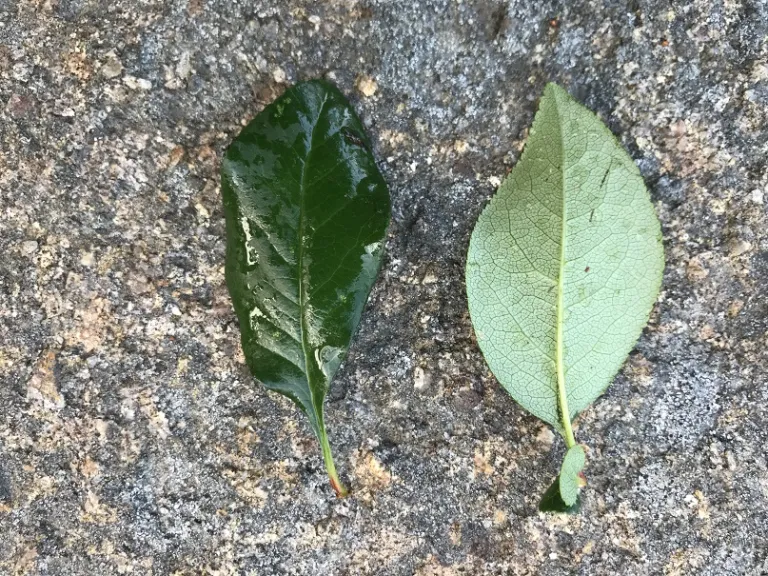 Chaenomeles speciosa leaf front and back